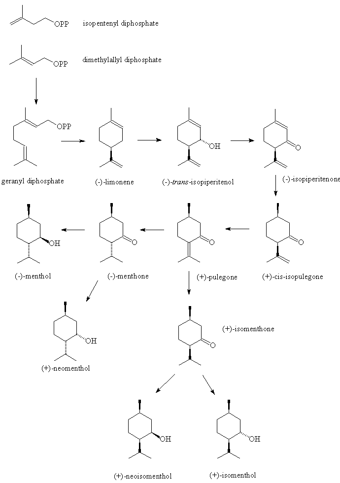 Biosynthesis of menthol
