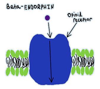 Beta endorphin receptors