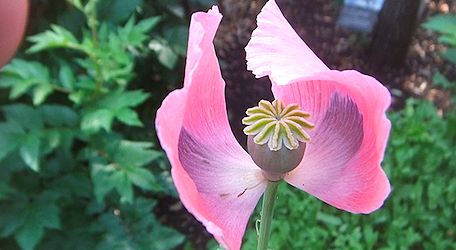 An opium poppy