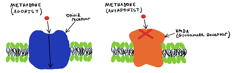 Methadone receptors
