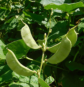 Lima bean plant