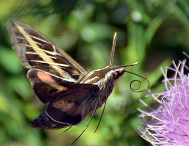 Sphinx moth