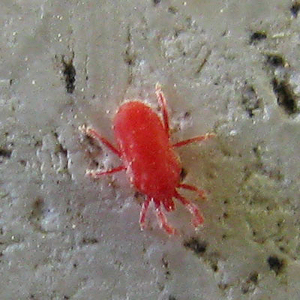 Spider mite