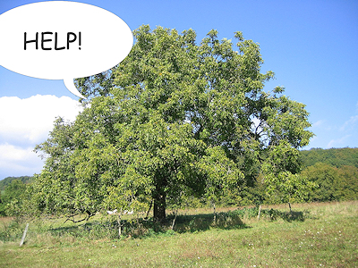 Centennial walnut tree