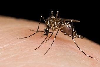 Mosquito biting
