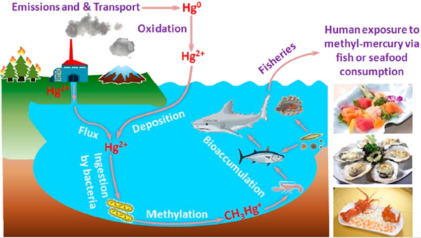 Bioaccumulation