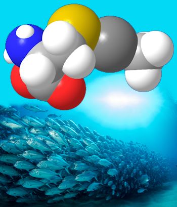 Spacefill model of methylmercury cysteinate