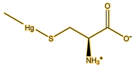 Methylmercury(L-cysteine)