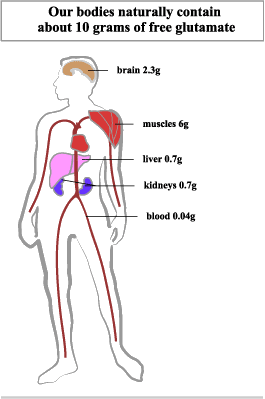 10g of glutamate in a human body