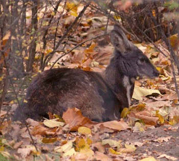 Moschustier musk deer (image from Wikimedia Commons)
