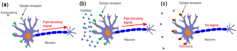 opiate receptors