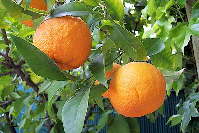 Seville Oranges