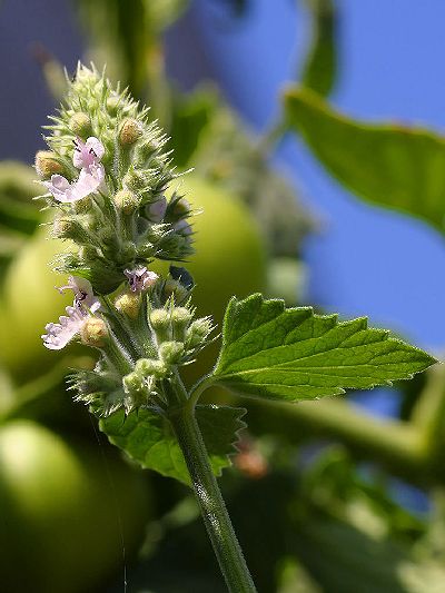 Nepeta cataria