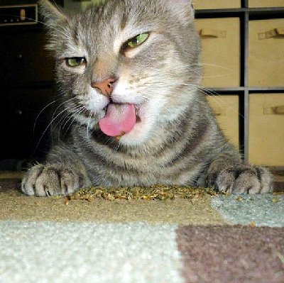 Another stoned cat!