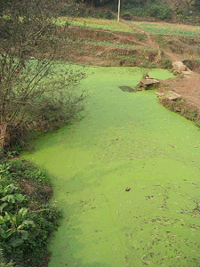 An algal bloom suffocating a river