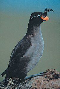 Aethia cristatella - from: http://en.wikipedia.org/wiki/File:Aethia_cristatella.jpg