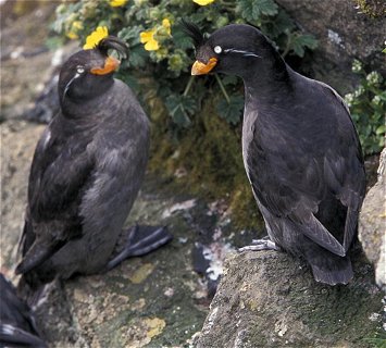 Pair of Crested auklets