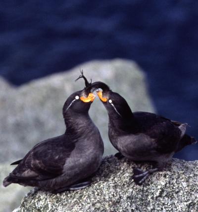 Crested Auks