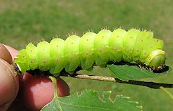 Caterpillar