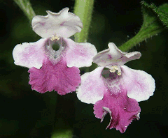 Melittis melissophyllum flower - image from Wikimedia Commons