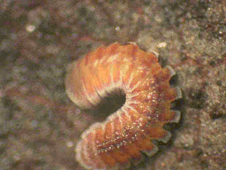 Niponia nodulosa millipede - image from: http://biol-zukan-2.nara-edu.ac.jp/INSECT%20PAGES/Makuragiyasude.html