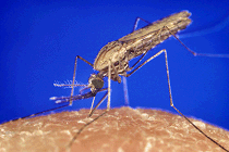 A mosquito feeding - image from Wikimedia Commons