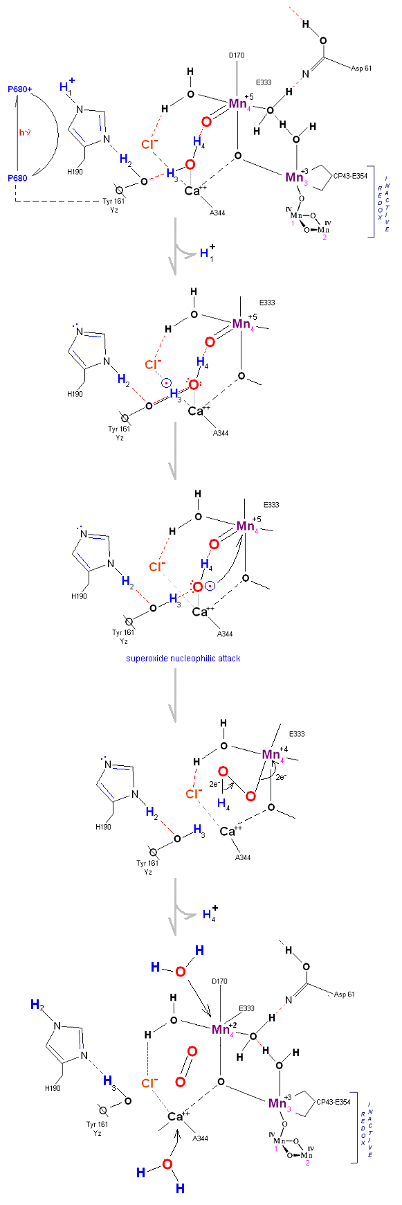 Alternate path of wate on oxo Manganese