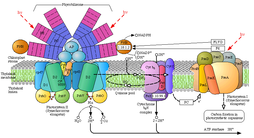 Phycobilisomes