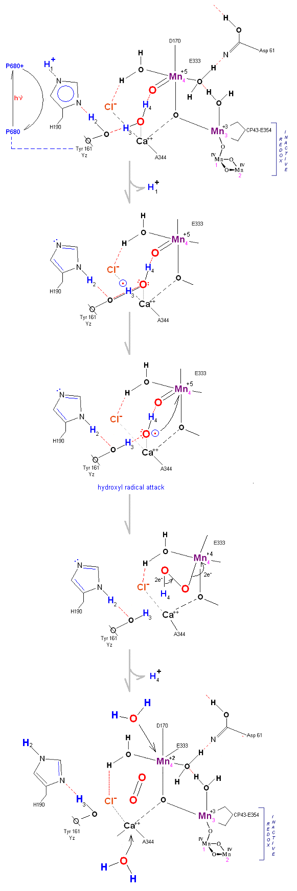 Alternate path of wate on oxo Manganese