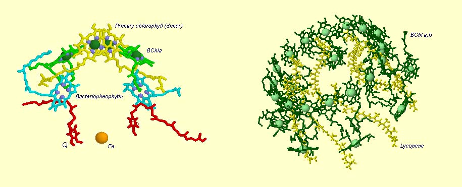 Reaction center of Rhodopseudomonas sphaeroides including PSII reaction center and light harvesting chlorophylls