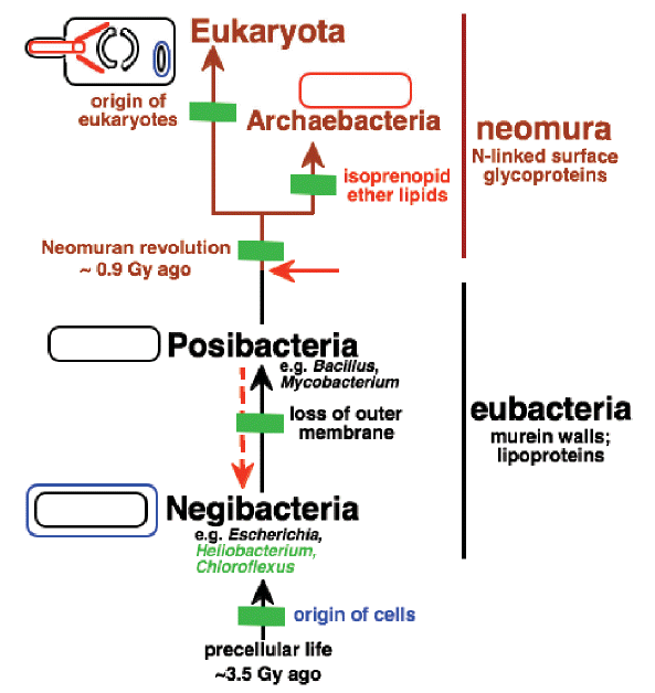 Evolutionary relationships among the four major kinds of cell