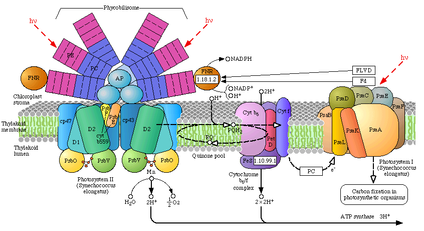 Phycobilisome structure
