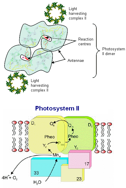 PSII reaction center