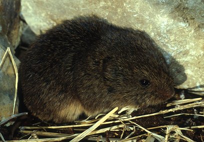 A prairie vole