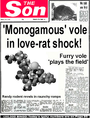 How a tabloid newspaper might report the vole's activities