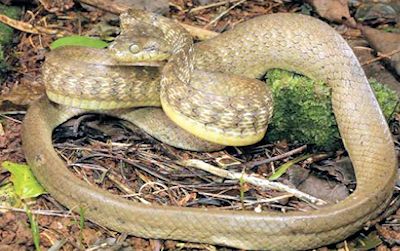 brown tree snake