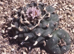 Peyote