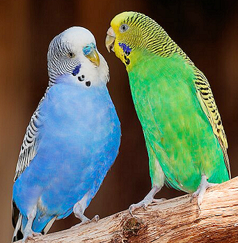 Budgerigar
