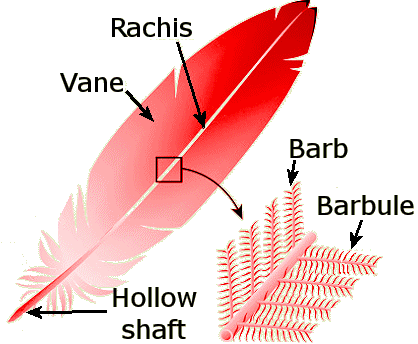 Structure of a feather