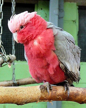 Rose cockatoo or Galah