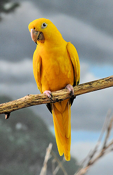 Golden parakeet