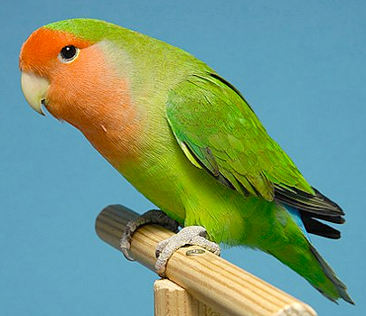 Lovebird
