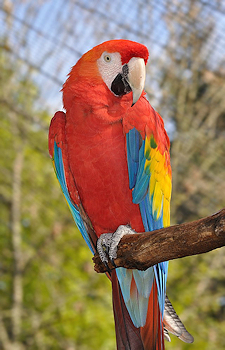 Scarlett macaw
