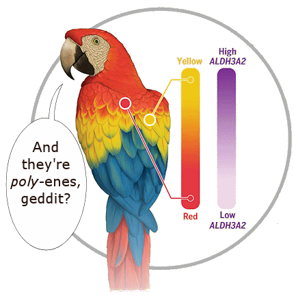 A colourful parrot