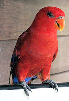 Red Lory