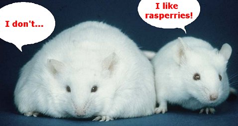 guess which mouse like raspberries