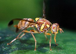 melon fly - image from: http://entnemdept.ufl.edu/creatures/fruit/tropical/melon_fly.htm