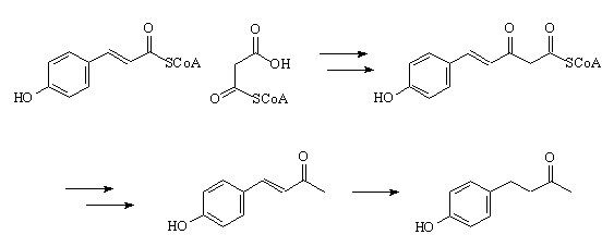 Biosynthesis of raspberry ketone