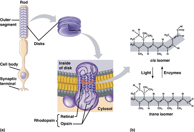 Converion of cis to trans-retinal