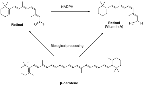 The relationship between retinal, retinol and vitamin A